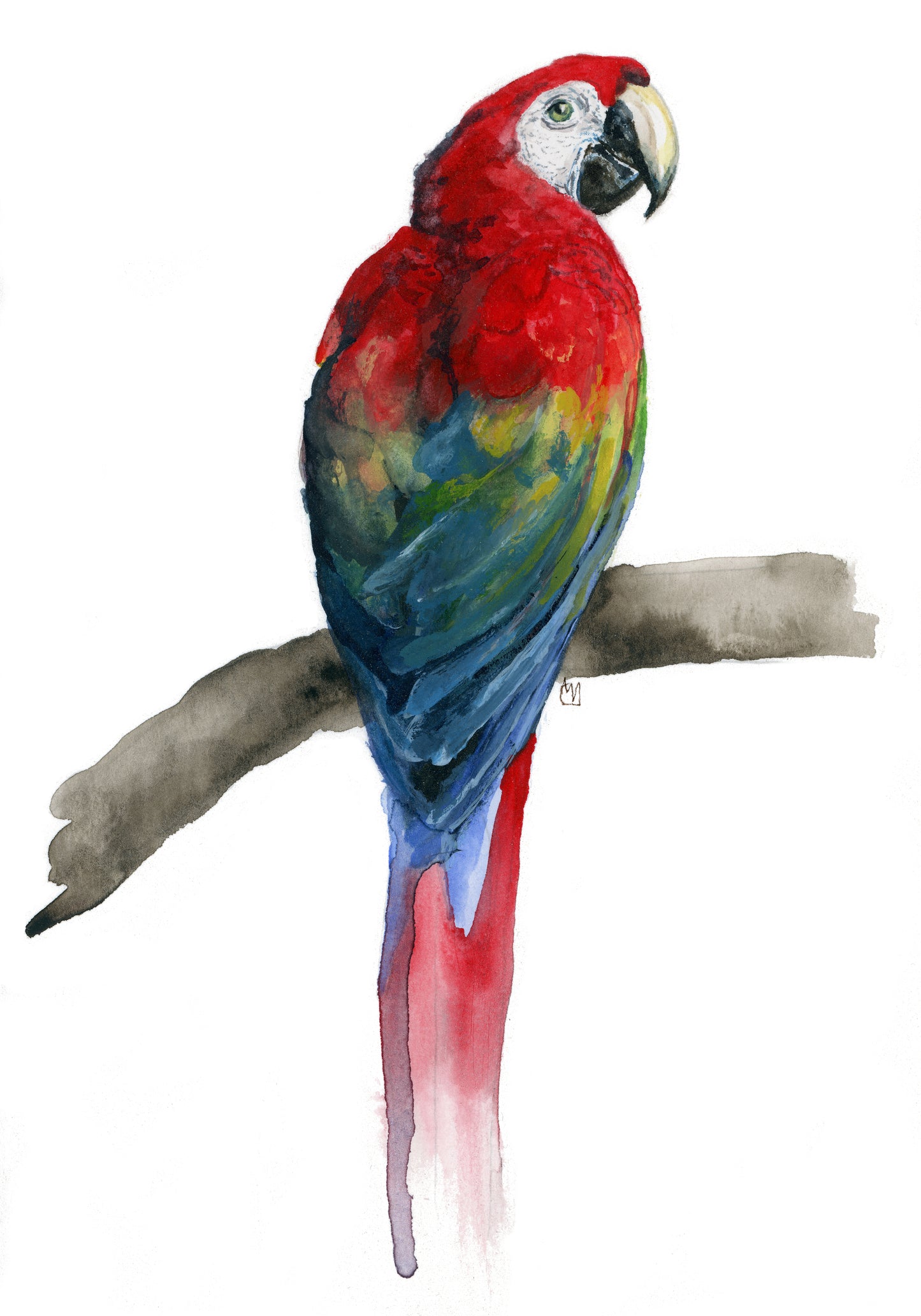 Scarlet Macaw Giclee Print