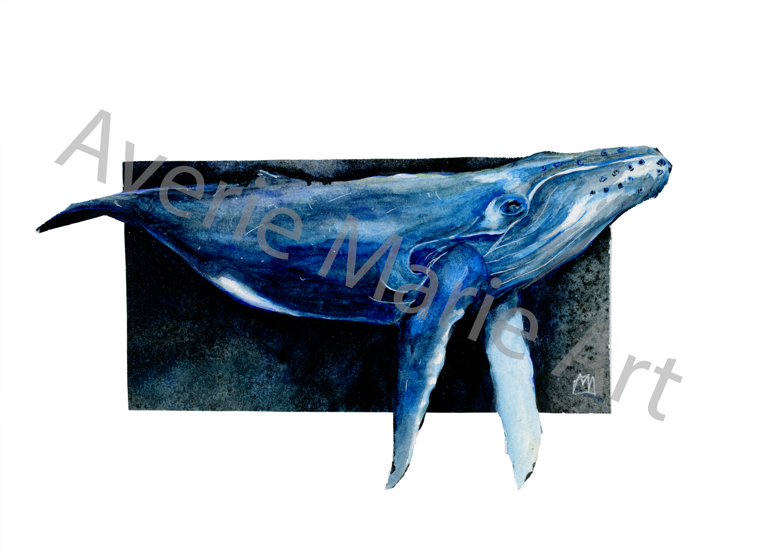 Humpback Whale