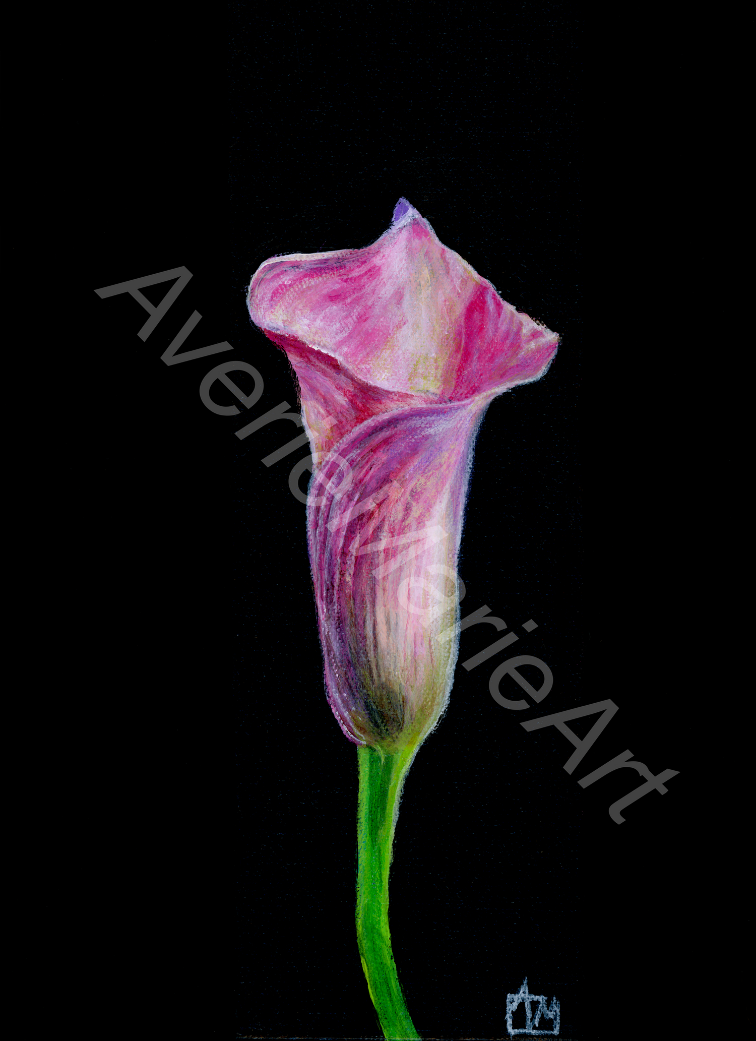 Calla Lily