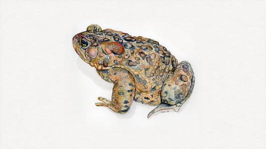 American Toad Giclee Print