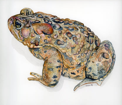 American Toad Watercolor (Original)