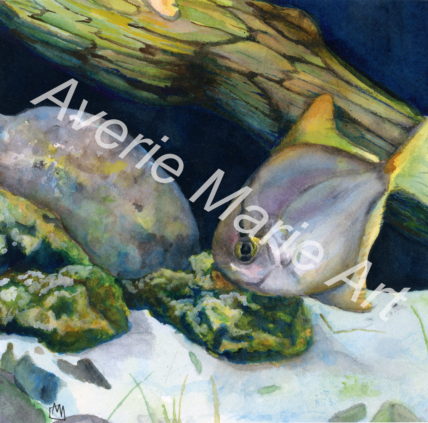 Angel Fish Giclee Print