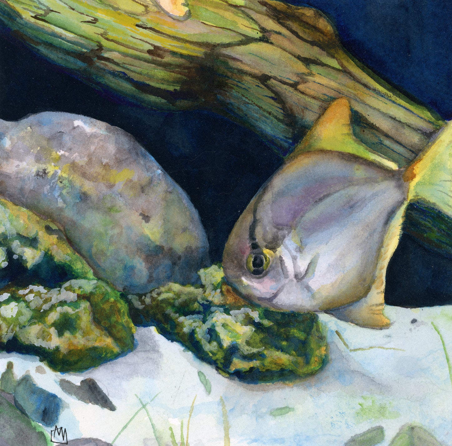 Angel Fish Giclee Print