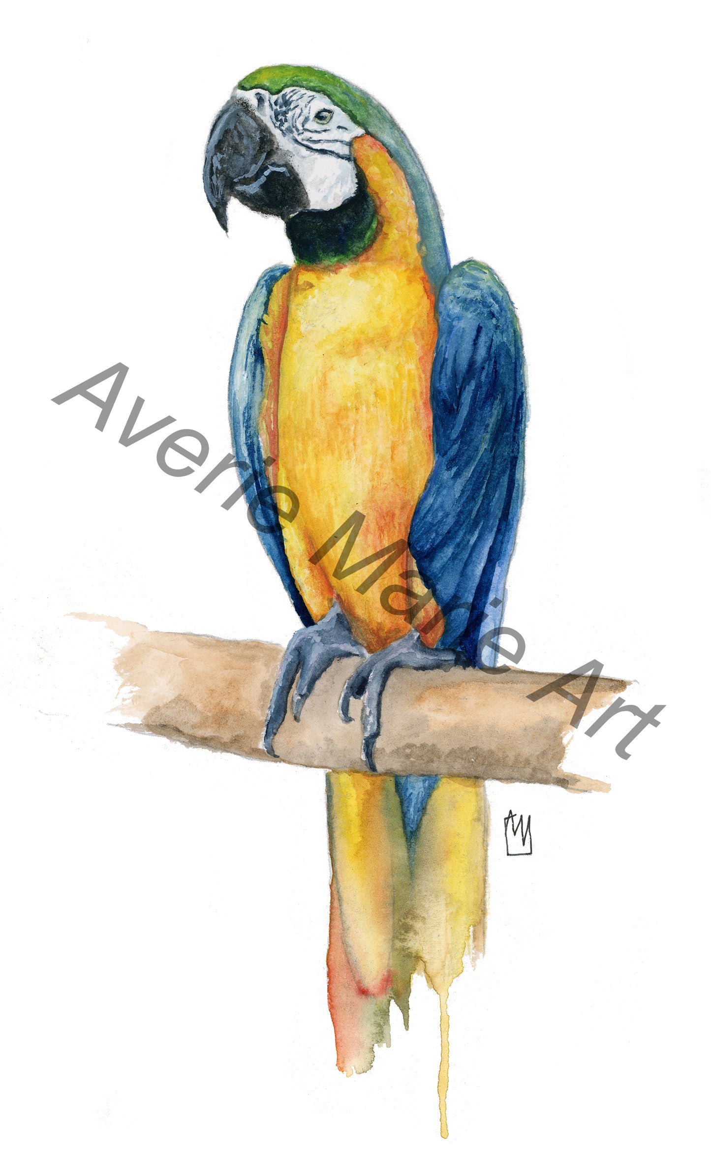 Blue & Gold Macaw Giclee Print