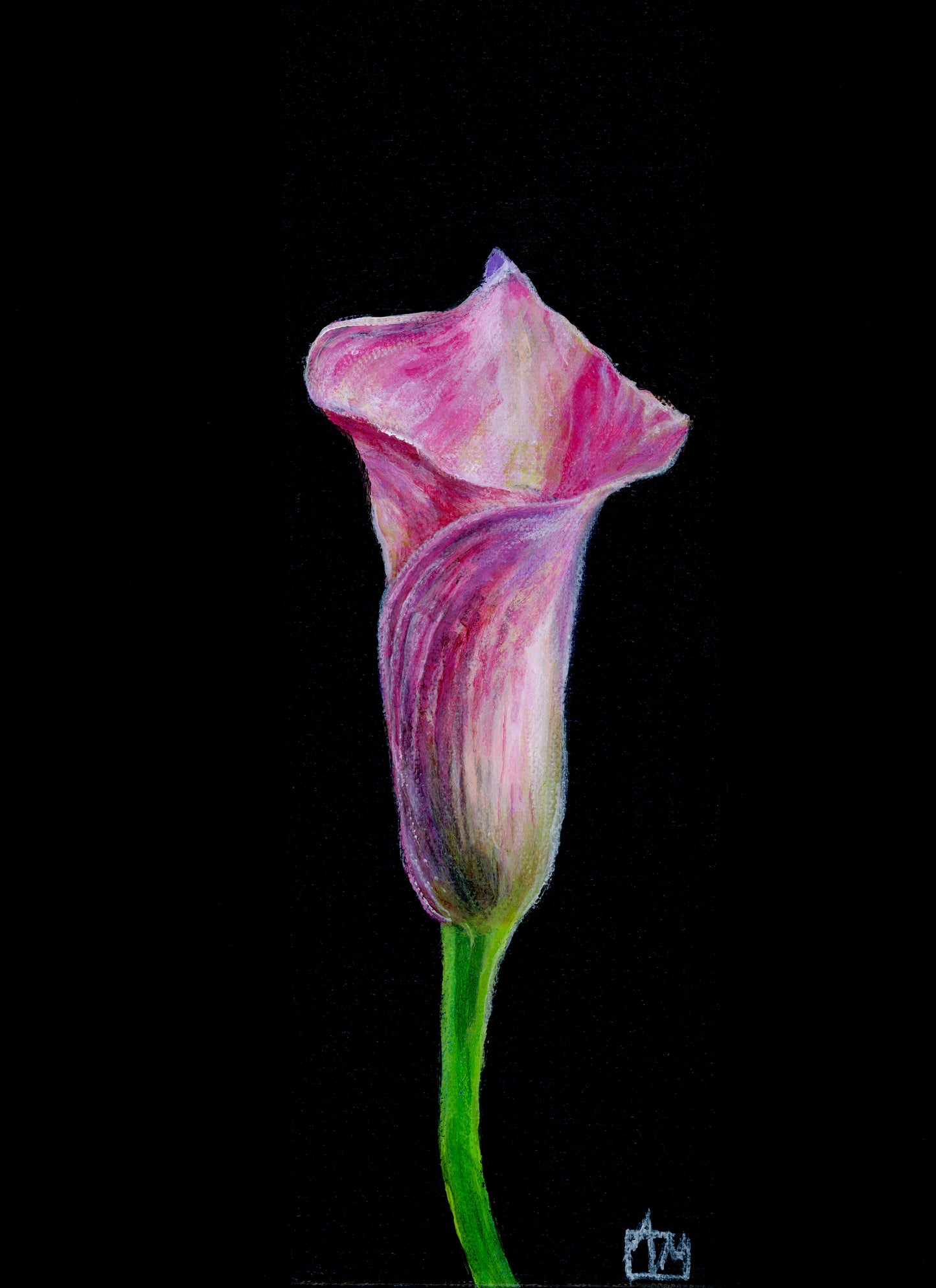 Calla Lily Giclee Print