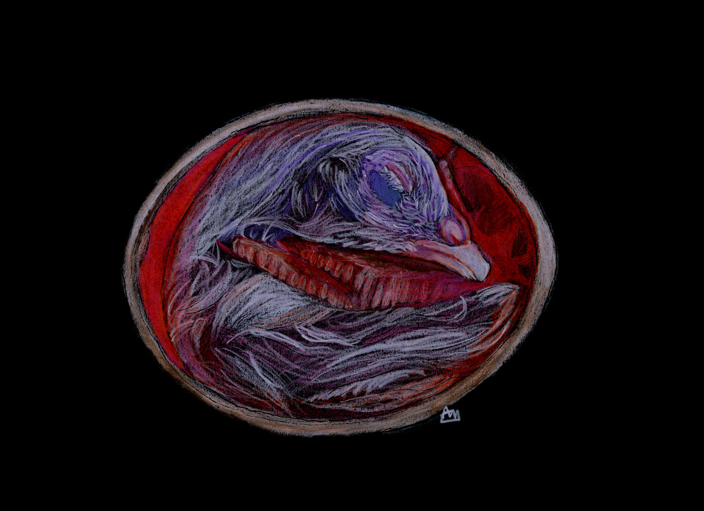 Chicken Embryo Giclee Print