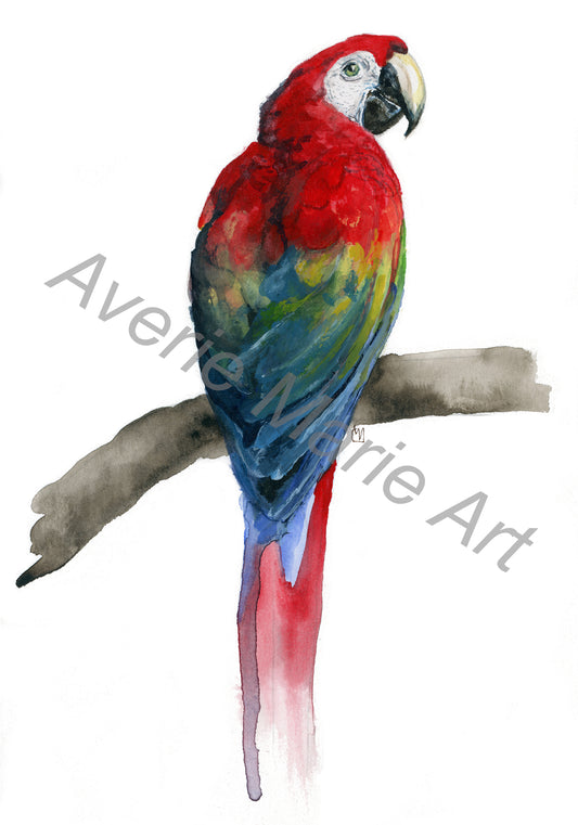 Scarlet Macaw Giclee Print