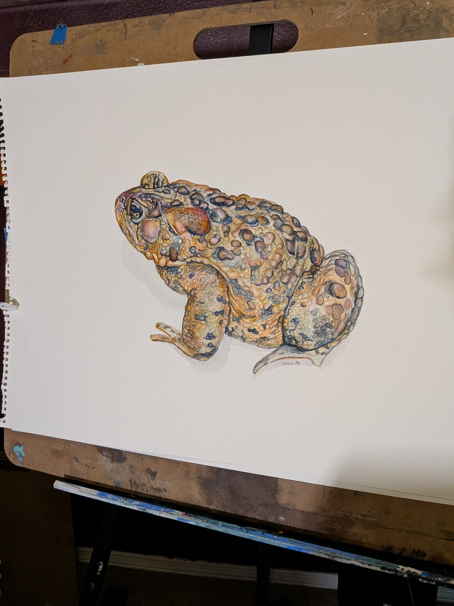 American Toad Watercolor (Original)