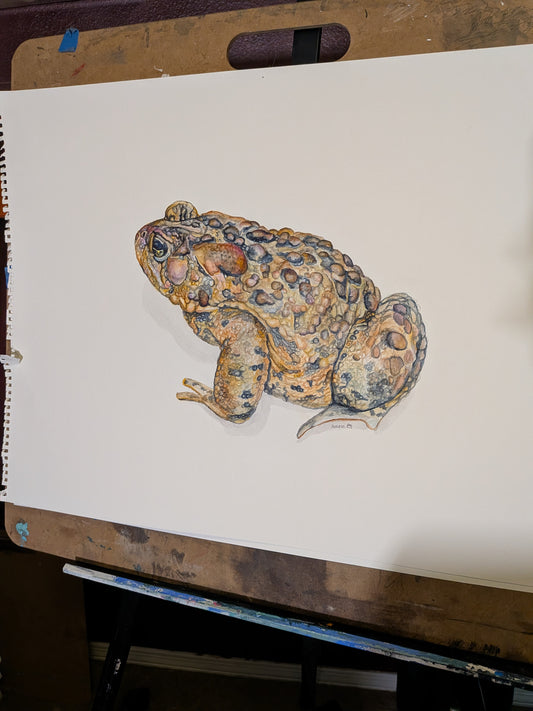 American Toad Watercolor (Original)